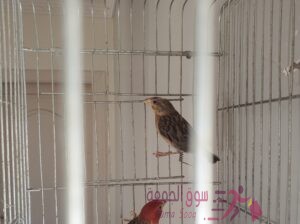 جوز فينشات نوادر