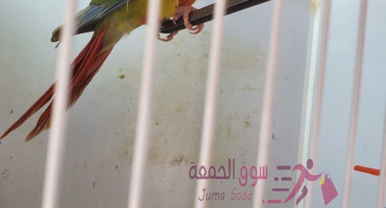 مجموعة معاكيف مميزة تبارك الرحمن