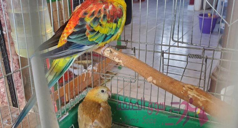 مجموعة معاكيف مميزة تبارك الرحمن