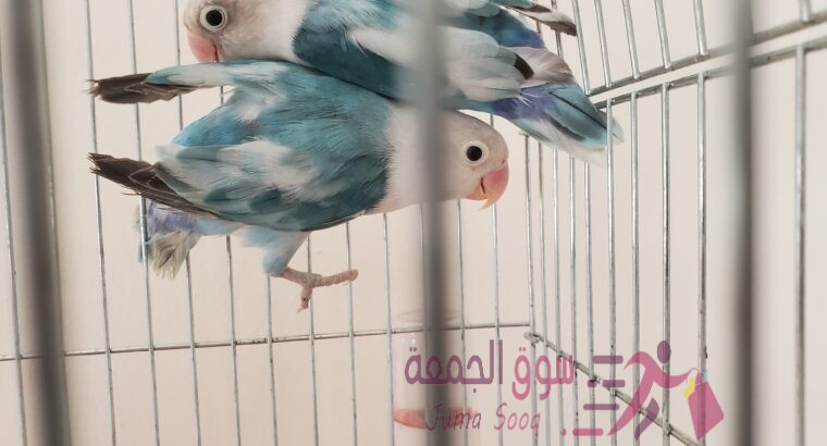 مجموعة معاكيف مميزة تبارك الرحمن