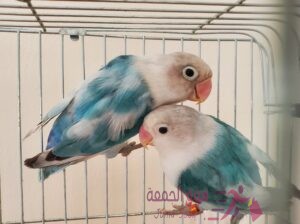 مجموعة معاكيف مميزة تبارك الرحمن