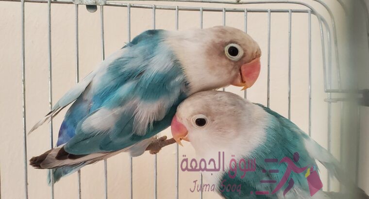 مجموعة معاكيف مميزة تبارك الرحمن