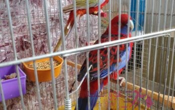 جوز روزيلا ذكر كريمسون انثى ايسترن
