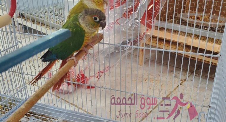 جوز جرين شيك