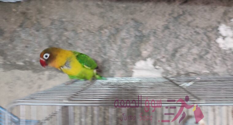 جوز فيشر شغال ومنتج