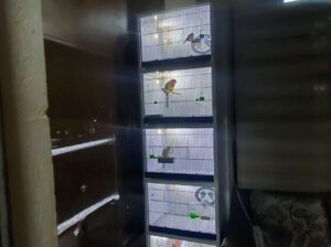 وحدة أقفاص يونت