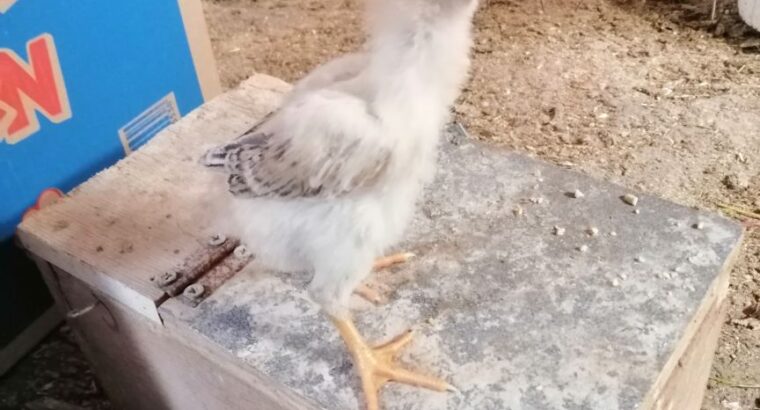 صيصان حجازي فارسي صيصان ألماني
