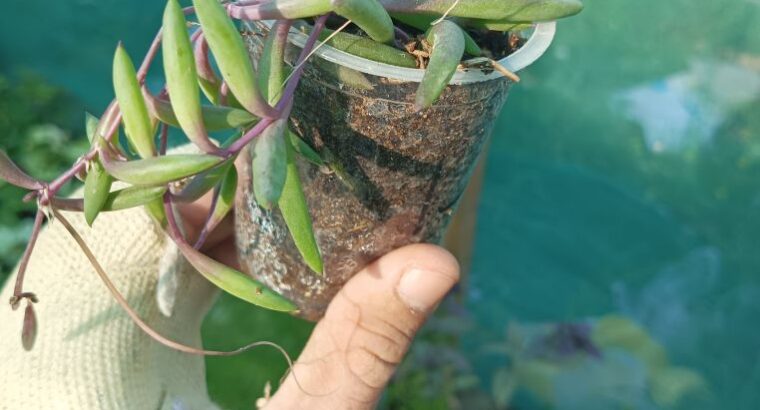 اربد
