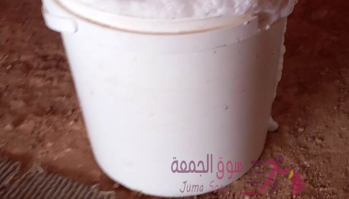 حليب نياق طازج