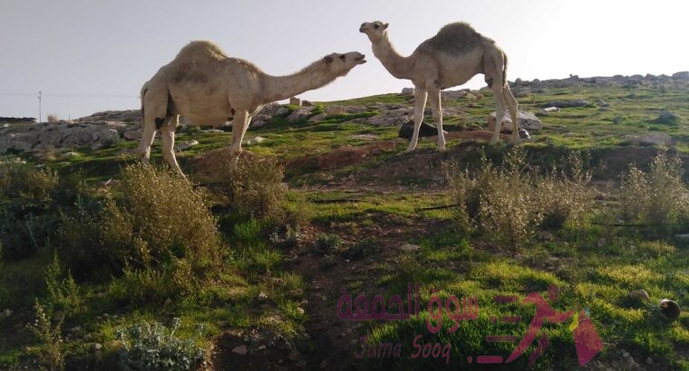 حليب نياق طازج