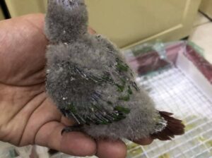 فراخ جرين شيك للبيع