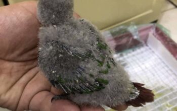 فراخ جرين شيك للبيع