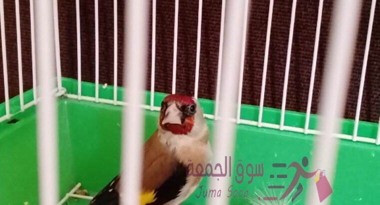 فحل حسون فرخ مطير