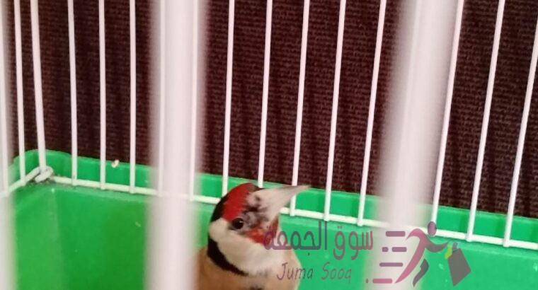 فحل حسون فرخ مطير