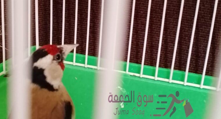 فحل حسون فرخ مطير