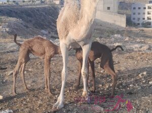 حليب نياق طازج