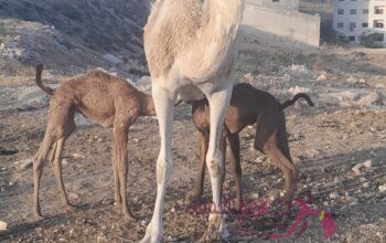 حليب نياق طازج