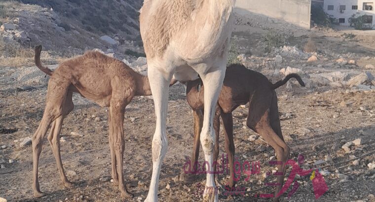 حليب نياق طازج
