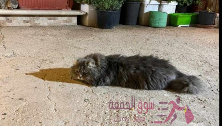 قط شيرازي ذكر عمر 9 شهور