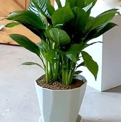 إناء زهور