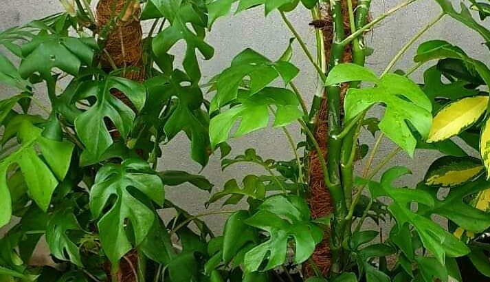 زينة ورود بحب الطاقة الايجابية 🌹