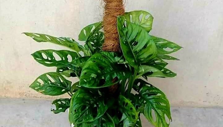 زينة ورود بحب الطاقة الايجابية 🌹