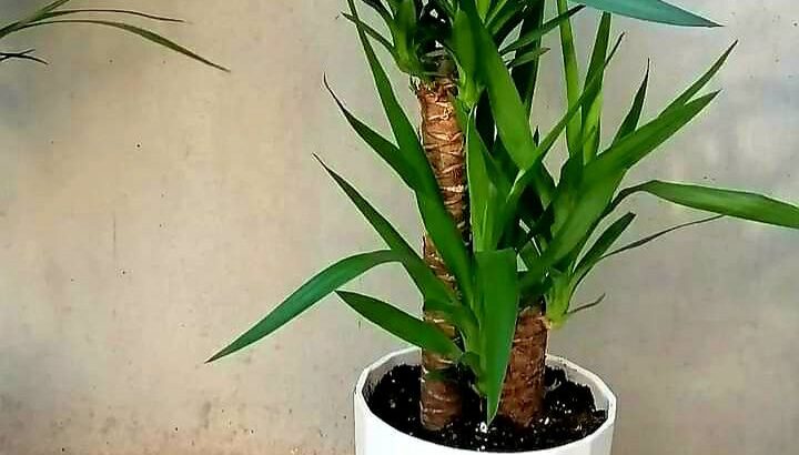زينة ورود بحب الطاقة الايجابية 🌹