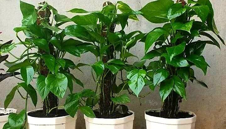 زينة ورود بحب الطاقة الايجابية 🌹