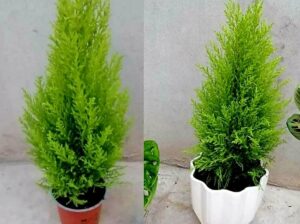زينة ورود بحب الطاقة الايجابية 🌹