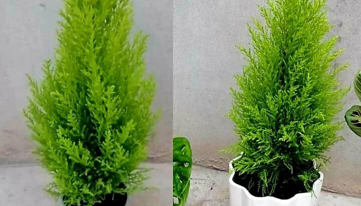 زينة ورود بحب الطاقة الايجابية 🌹