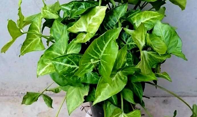 زينة ورود بحب الطاقة الايجابية 🌹