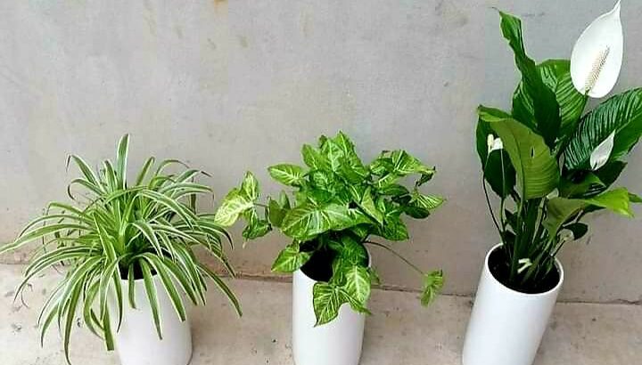 زينة ورود بحب الطاقة الايجابية 🌹