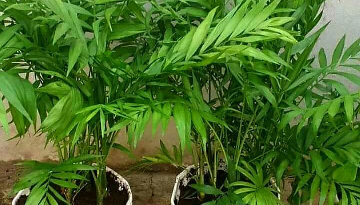 زينة ورود بحب الطاقة الايجابية 🌹