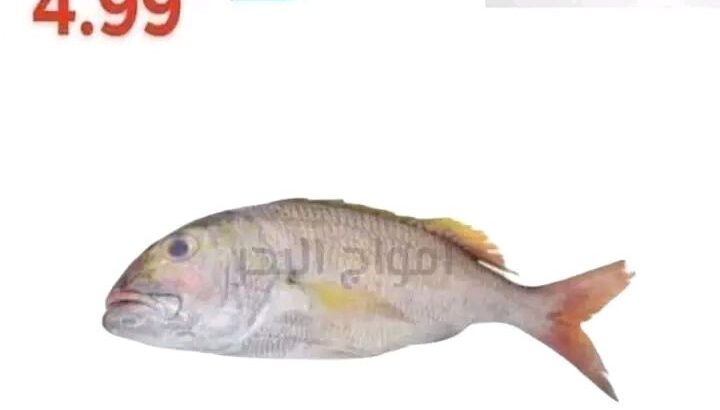 جبنالك افضل انواع السمك لعندك بسعر نااار