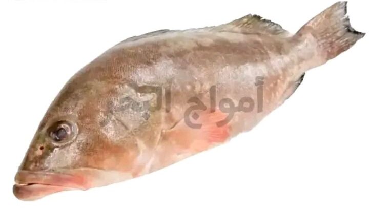 جبنالك افضل انواع السمك لعندك بسعر نااار