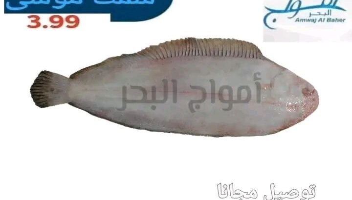 جبنالك افضل انواع السمك لعندك بسعر نااار