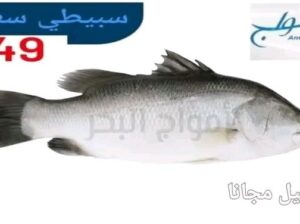 جبنالك افضل انواع السمك لعندك بسعر نااار