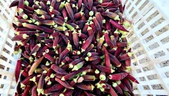 قطف طازه من المزرعه لعندك
