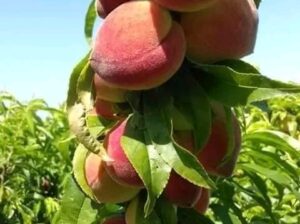 الصور واقع من معرضنا
