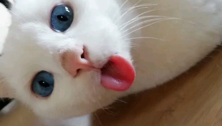 خاص لمربين القطط 🐈