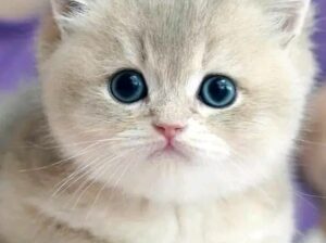 خاص لمربين القطط 🐈