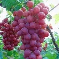 العنب بأشكاله