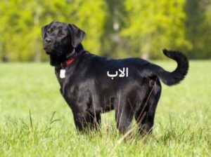 كلاب بلاك ريتريفر بيور بريطاني مع جميع اوراقه