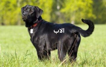 كلاب بلاك ريتريفر بيور بريطاني مع جميع اوراقه