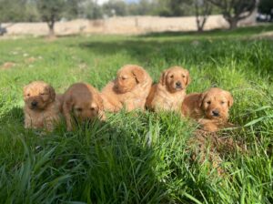 كلاب جولدن ريتريفر Golden retriever