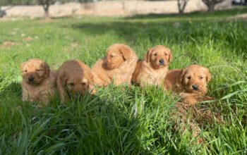 كلاب جولدن ريتريفر Golden retriever