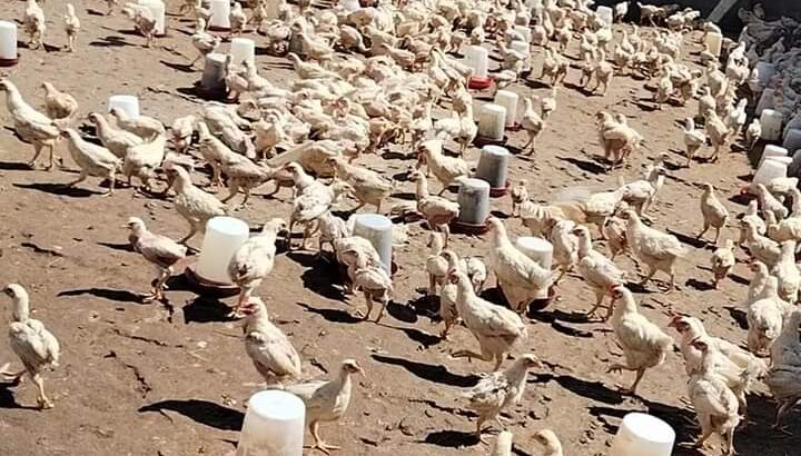 ديوك للبيع