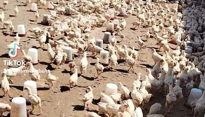 ديوك للبيع
