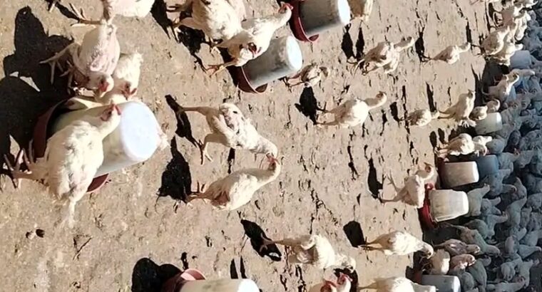 ما زال العرض شغال🐓🐓🐓