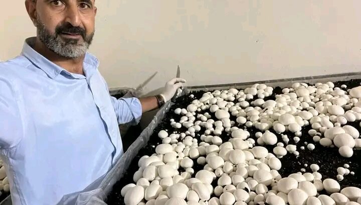 فطر الارجاكس الطازج